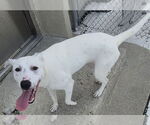 Small #1 American Pit Bull Terrier Mix
