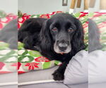 Small #5 Cocker Spaniel Mix
