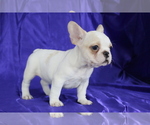 Small Photo #12 French Bulldog Puppy For Sale in SAN FRANCISCO, CA, USA