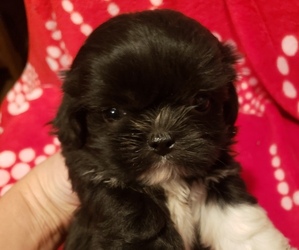 Shih Apso Puppy for sale in WALSH, IL, USA