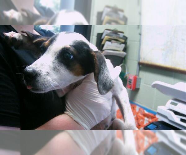 Medium Photo #1 Parson Russell Terrier-Unknown Mix Puppy For Sale in Tulsa, OK, USA