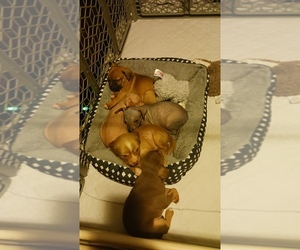 American Hairless Terrier-Chihuahua Mix Puppy for sale in DEFUNIAK SPRINGS, FL, USA
