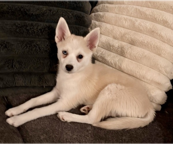 Medium Photo #142 Pomsky Puppy For Sale in LOVELAND, CO, USA