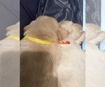 Small Photo #15 Golden Retriever Puppy For Sale in BIG CABIN, OK, USA