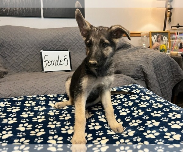 Medium Photo #9 German Shepherd Dog Puppy For Sale in LOGAN, OH, USA