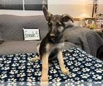 Small Photo #9 German Shepherd Dog Puppy For Sale in LOGAN, OH, USA