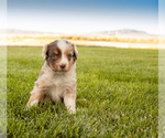 Small Photo #3 Miniature Australian Shepherd Puppy For Sale in EUREKA, NV, USA