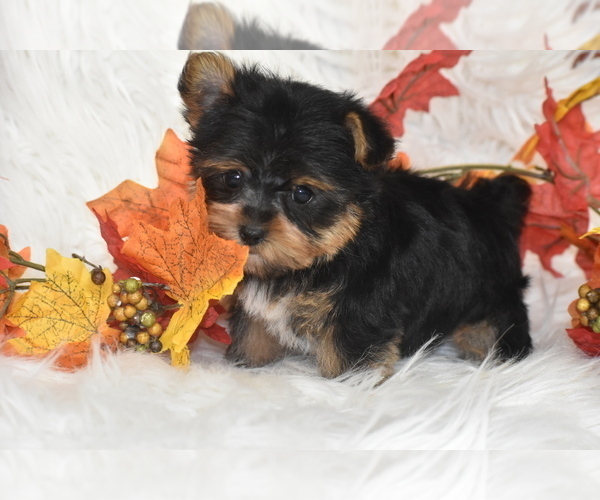 Medium Photo #4 Yorkshire Terrier Puppy For Sale in ELDORADO, OH, USA