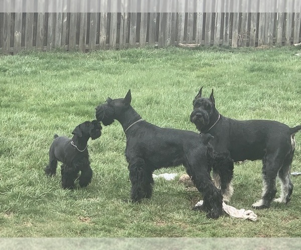 Medium Photo #6 Schnauzer (Giant) Puppy For Sale in DAYTON, OH, USA