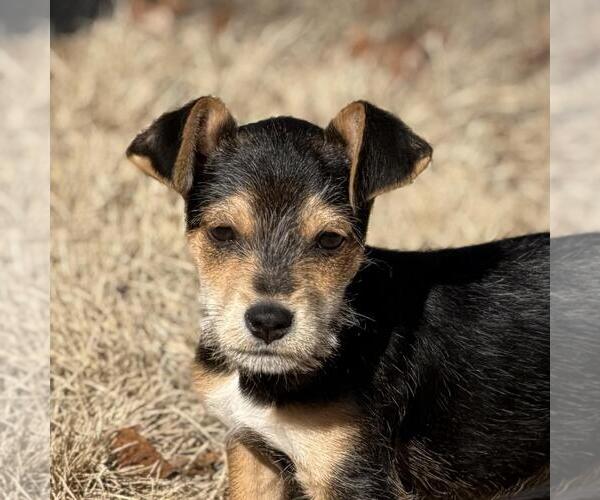 Medium Photo #1 Mutt Puppy For Sale in Yardley, PA, USA