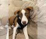 Small Whippet Mix