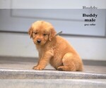 Small #9 Golden Retriever