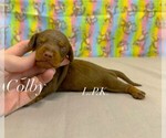 Image preview for Ad Listing. Nickname: Colby