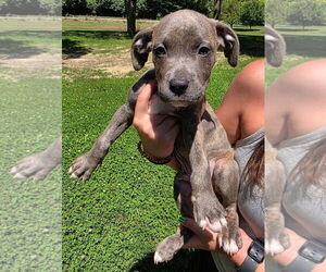 American Pit Bull Terrier-Unknown Mix Dogs for adoption in Clarkston, MI, USA