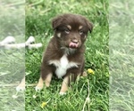Small Photo #11 Miniature Australian Shepherd Puppy For Sale in WHITEWATER, MO, USA