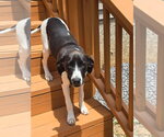 Small #1 German Shorthaired Pointer Mix