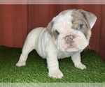 Small Photo #18 Bulldog Puppy For Sale in ATLANTA, GA, USA