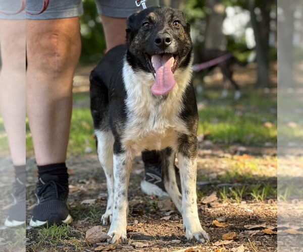 Medium Photo #4 Australian Shepherd-Unknown Mix Puppy For Sale in Canton, CT, USA