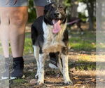 Small Photo #4 Australian Shepherd-Unknown Mix Puppy For Sale in Canton, CT, USA