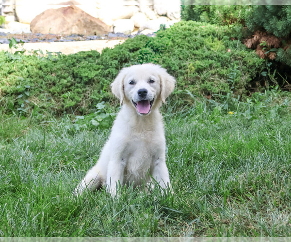 Medium Photo #1 Golden Retriever Puppy For Sale in SYRACUSE, IN, USA
