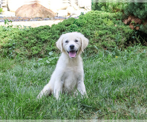 Golden Retriever Puppy for Sale in SYRACUSE, Indiana USA