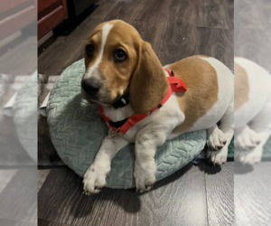 Basset Hound-Unknown Mix Dogs for adoption in Candler, NC, USA