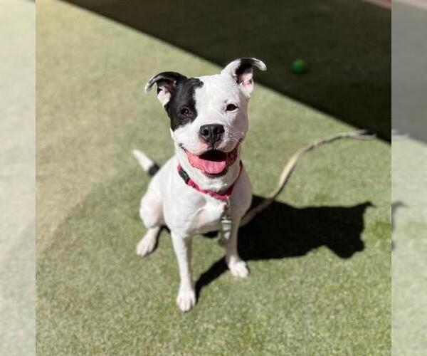 Medium Photo #2 Mutt Puppy For Sale in Las Vegas, NV, USA