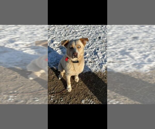Medium Photo #2 Labrador Retriever-Unknown Mix Puppy For Sale in Calgary, Alberta, Canada