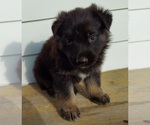 Small #12 German Shepherd Dog