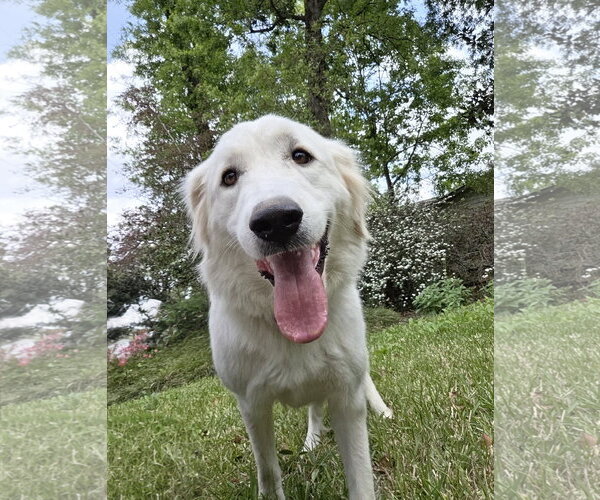 Medium Photo #4 Great Pyrenees Puppy For Sale in Spring, TX, USA
