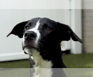 Labrador Retriever-Unknown Mix Dogs for adoption in Canton, CT, USA