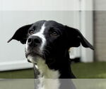 Small Labrador Retriever Mix