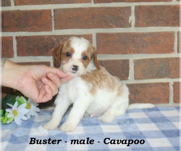Medium Photo #2 Cavapoo (Miniature) Puppy For Sale in CLARKRANGE, TN, USA