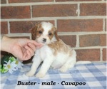 Small #1 Cavapoo (Miniature)