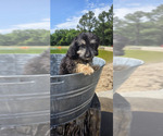 Small #1 Miniature American Shepherd-Poodle (Toy) Mix