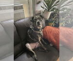 Small #2 Catahoula Leopard Dog Mix