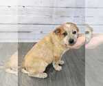 Small Photo #6 Australian Cattle Dog Puppy For Sale in ASHLAND, OH, USA