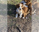 Small Photo #10 Basset Hound-Mountain Cur Mix Puppy For Sale in HARTSHORN, MO, USA