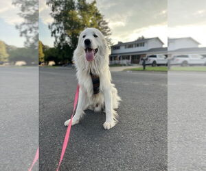 Medium Great Pyrenees