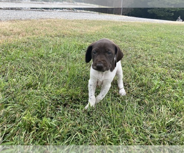 Medium Photo #3 German Shorthaired Pointer Puppy For Sale in CONCORD, NC, USA