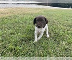 Small Photo #3 German Shorthaired Pointer Puppy For Sale in CONCORD, NC, USA