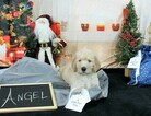Small Photo #1 Labradoodle Puppy For Sale in KINGSDALE, PA, USA