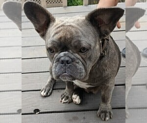 Mother of the French Bulldog puppies born on 05/01/2026