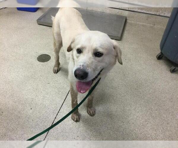Medium Photo #1 Labrador Retriever-Unknown Mix Puppy For Sale in Riverside, CA, USA