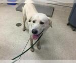 Small Labrador Retriever Mix