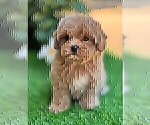 Small #14 Maltipoo