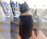 Small #2 Siberian Husky