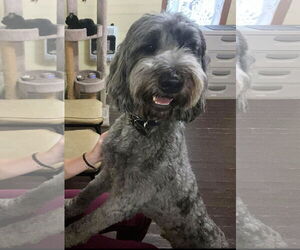 Aussiedoodle Dogs for adoption in Harrison, AR, USA