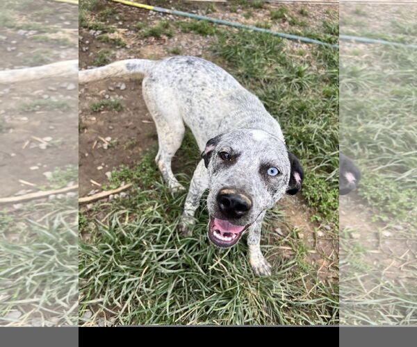 Medium Photo #1 Mutt Puppy For Sale in Tracy City, TN, USA