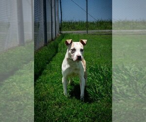 Mutt Dogs for adoption in Abbeville, LA, USA